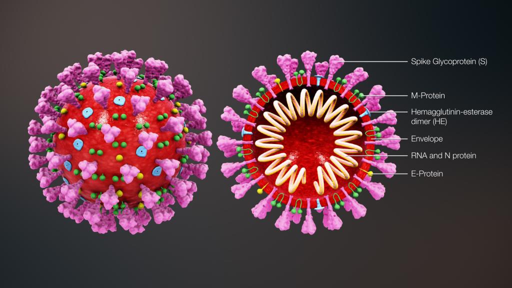 Coronavirus en re-integratie
