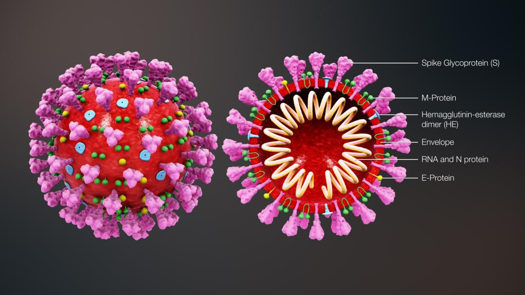 coronavirus